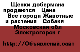 Щенки добермана  продаются › Цена ­ 45 000 - Все города Животные и растения » Собаки   . Московская обл.,Электрогорск г.